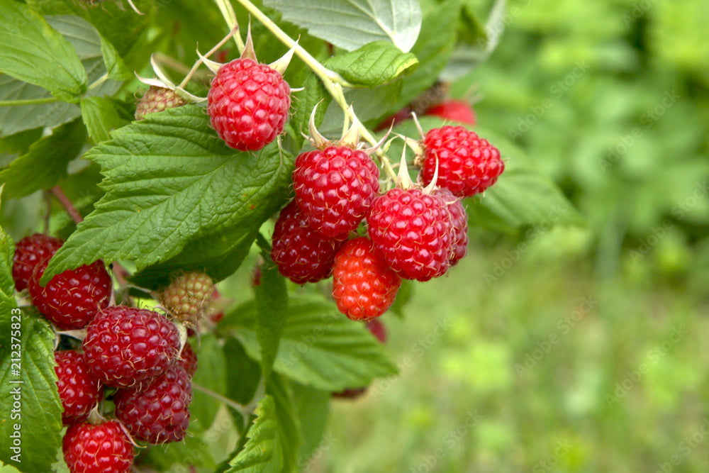 Growing at Home: 5 Easy Soft Fruits to Grow in Your Garden