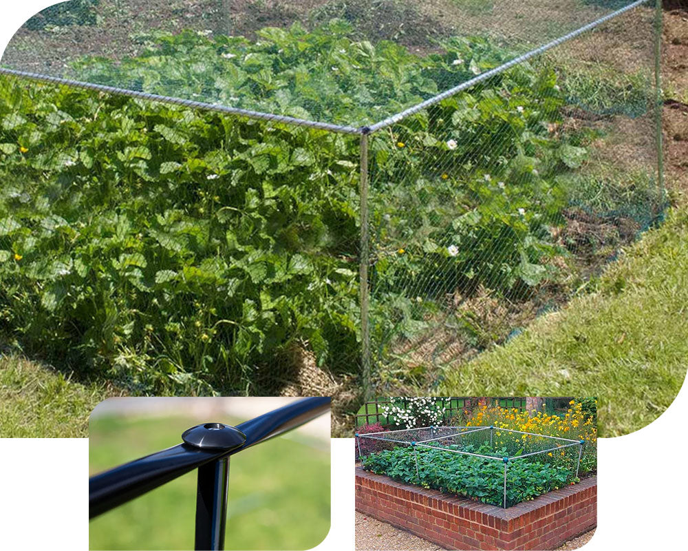 Best Fruit & Crop Cages for a Small Back Gardens