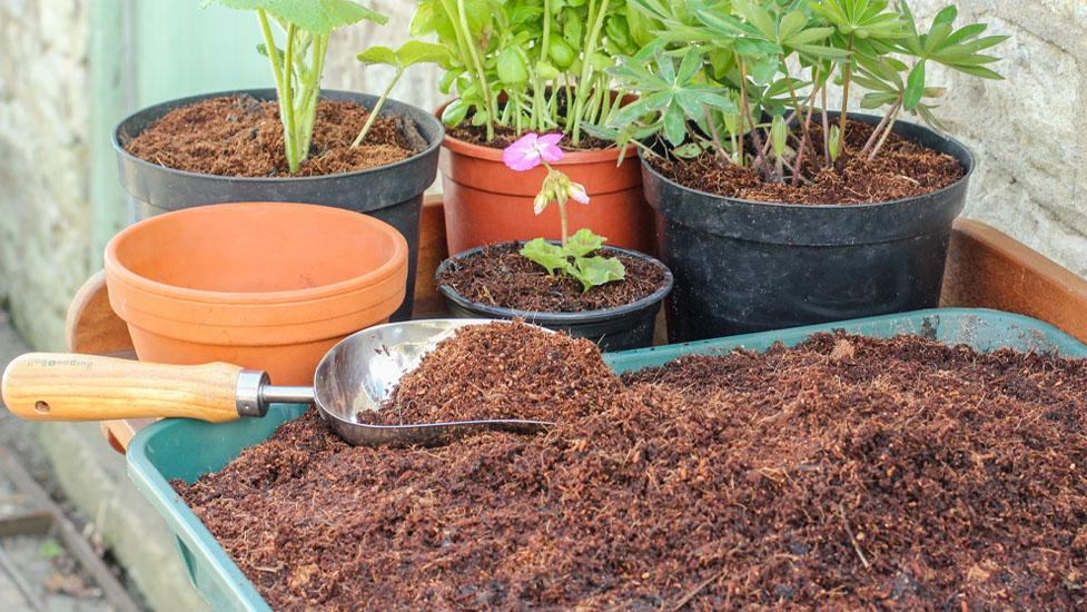 potting plants with sustainable soil